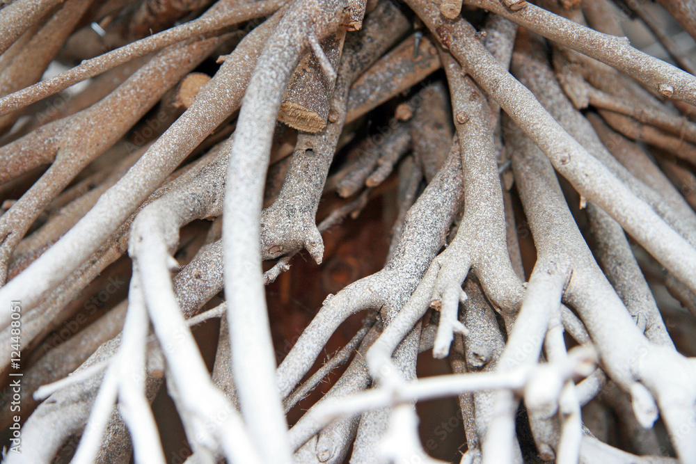 Roots / White dried roots of a small tree Roots / White dried roots of a small tree