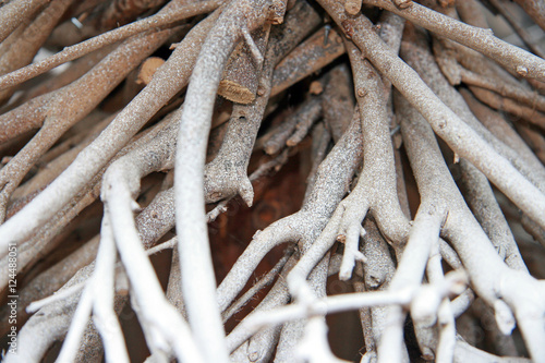Roots / White dried roots of a small tree © Lali