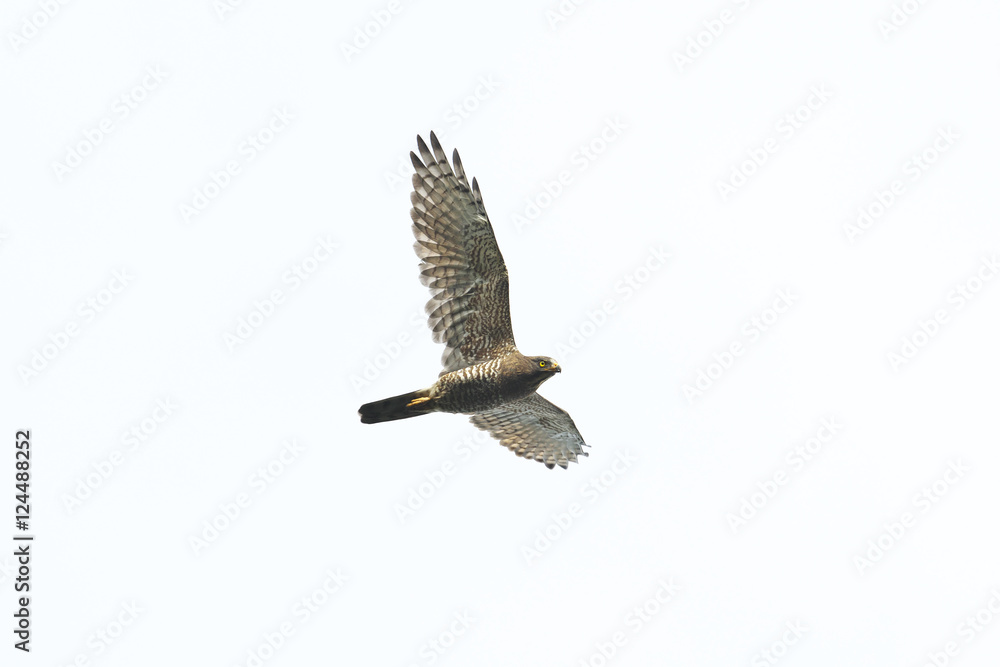 Obraz premium サシバ成鳥(Grey-faced buzzard)