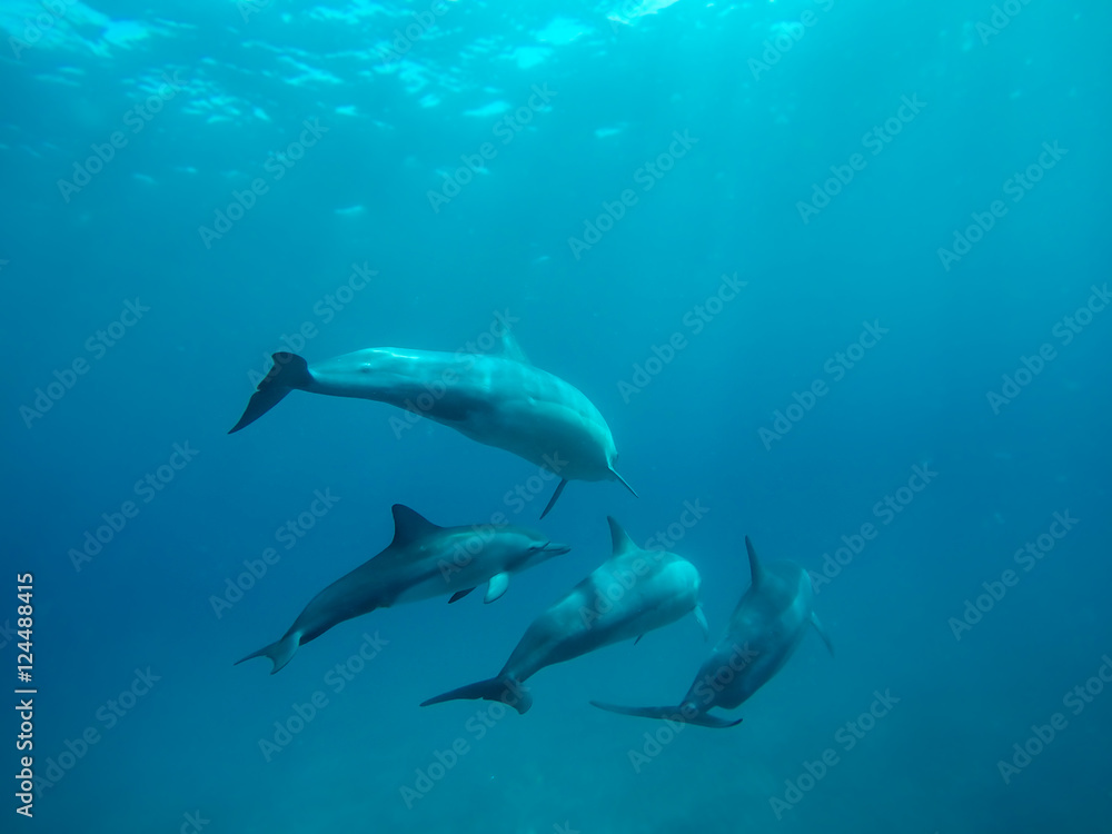 Obraz premium Delphine