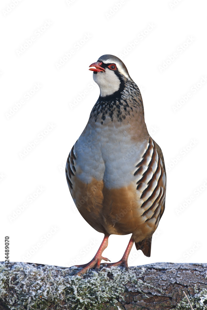 Obraz premium Red legged partridge, Alectoris rufa