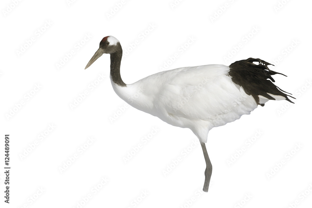 Fototapeta premium Red-crowned crane or japanese crane, Grus japonensis