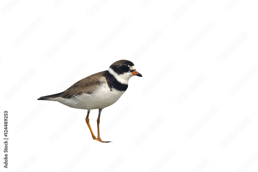 Semipalmated plover, Charadrius semipalmatus, Semipalmated plover, Charadrius semipalmatus,
