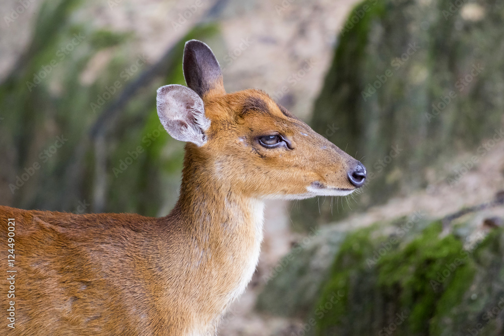 Image of a barking deer on nature background. Image of a barking deer on nature background.