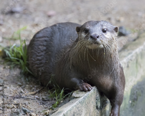 Image of a otter on nature background.