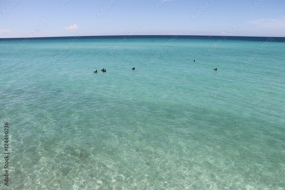 Пеликаны, плавающие в бирюзовой воде. Фото сделано на берегу Атлантического океана, Куба.