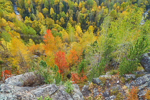 beatifull autumn forest