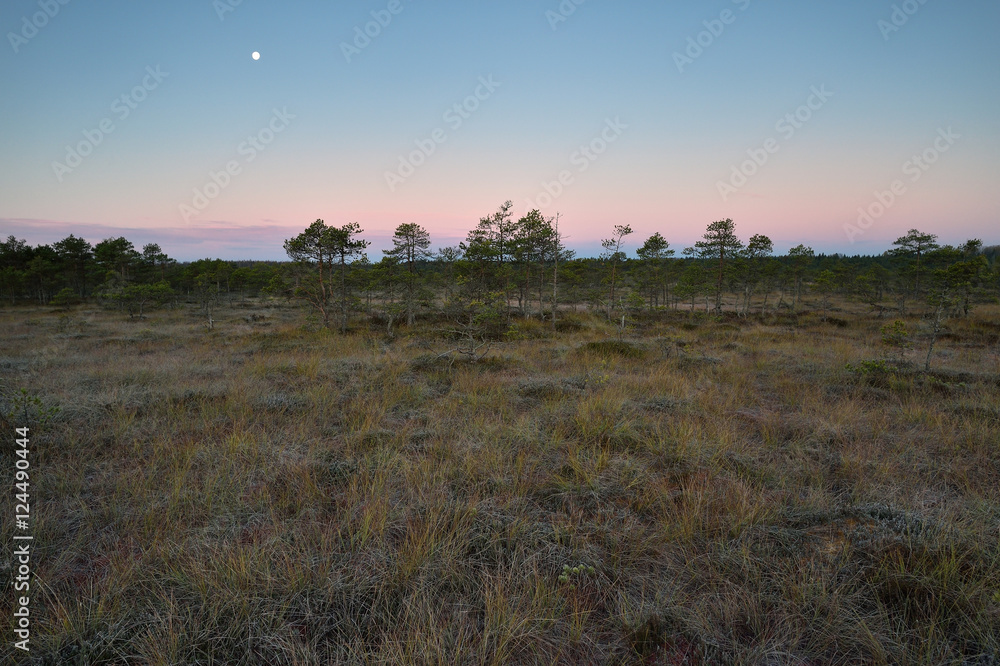 Bog landscape with a moon, before sunrise, autumn morning.