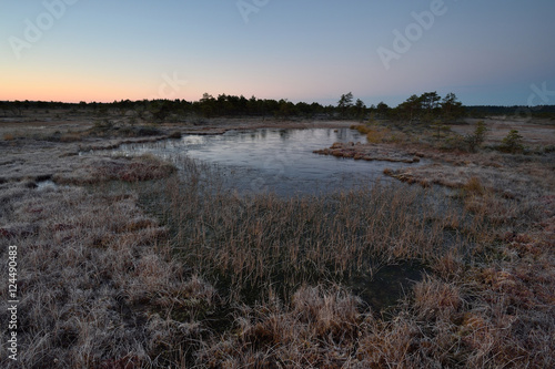 Bog landscape at twilight, before sunrise, bog at sunrise.