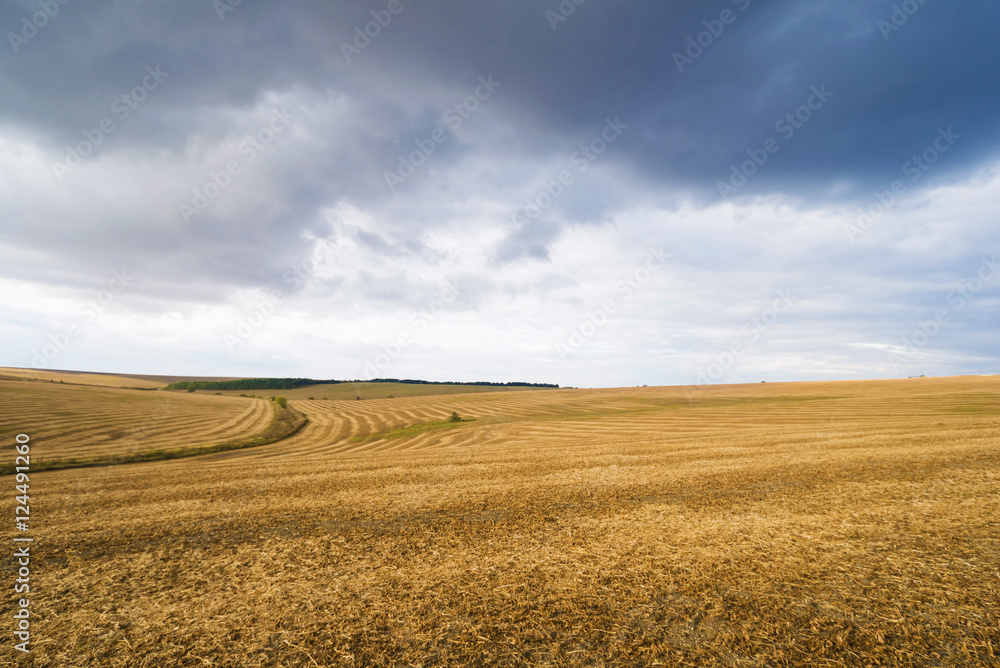 backdrop of ripening yellow corn field Copy space of the setting sun rays on horizon in rural meadow Close up nature photo Idea of a rich harvest