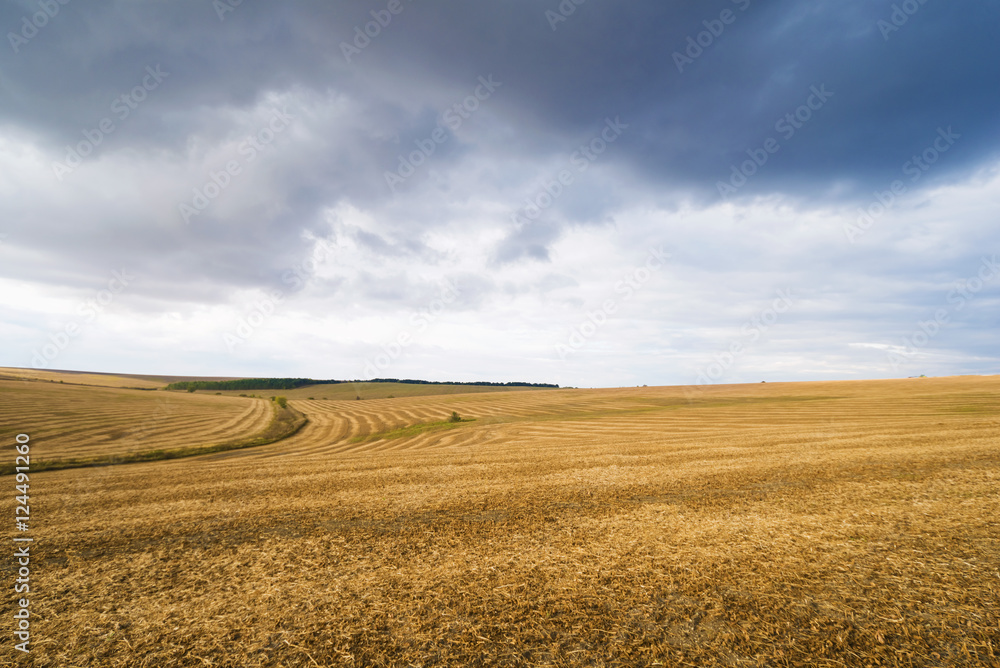 backdrop of ripening yellow corn field Copy space of the setting sun rays on horizon in rural meadow Close up nature photo Idea of a rich harvest backdrop of ripening yellow corn field Copy space of the setting sun rays on horizon in rural meadow Close up nature photo Idea of a rich harvest