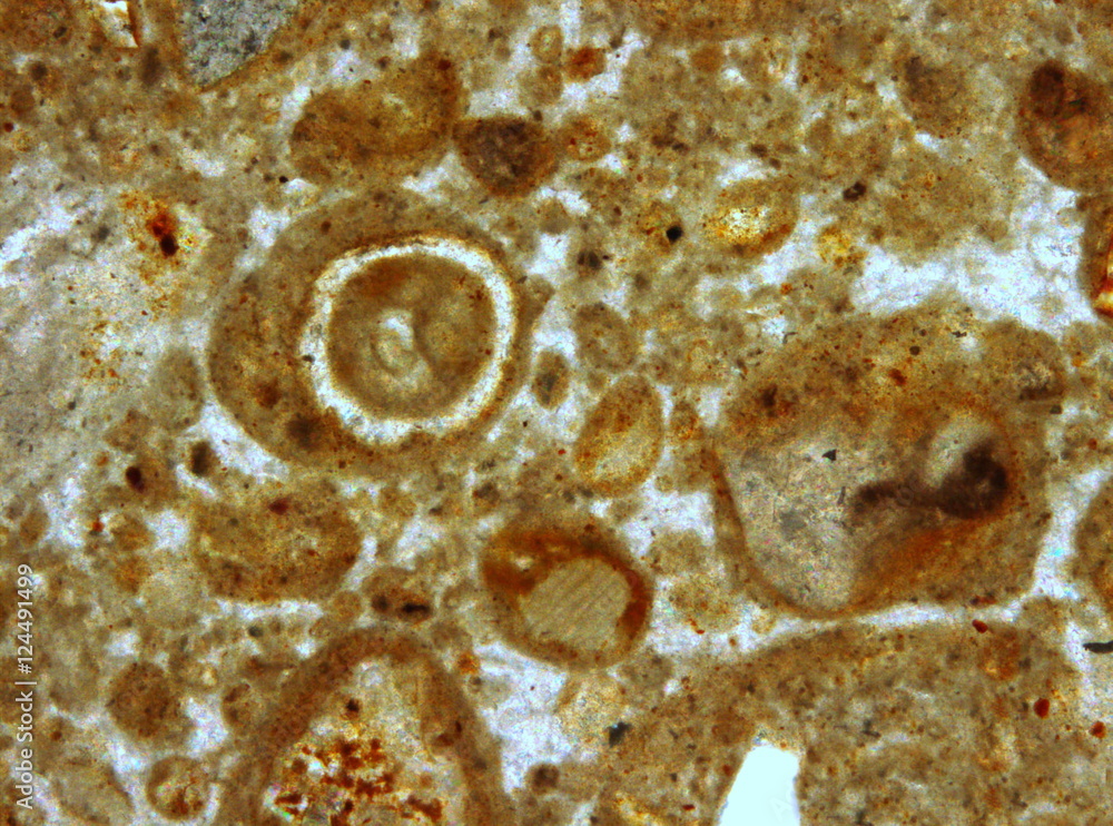 Micro-photo of geological thin section