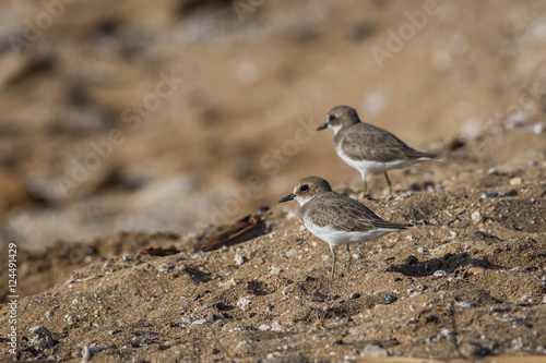Plovers on a sand slope