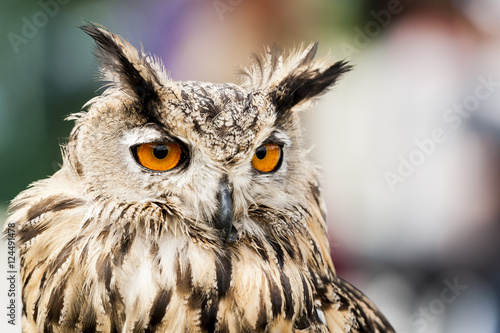 Hibou grand duc