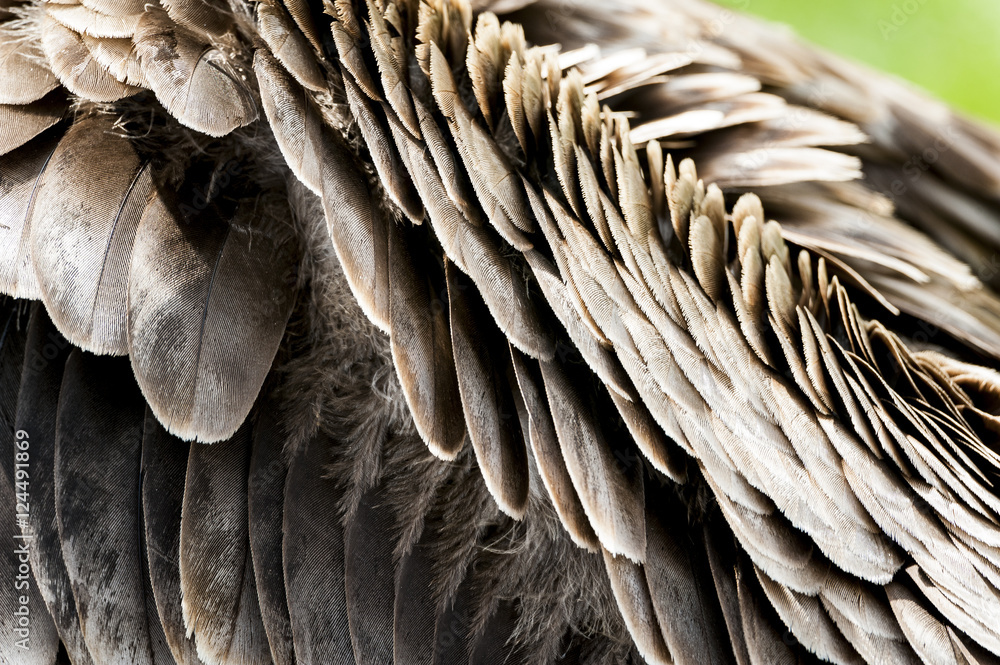 Naklejka premium Plumes de condor