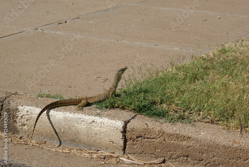Fotografie A goanna / monitor on footpath in outback town, Australia