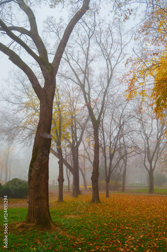 Autumn landscape showing colorful park on cold misty day.