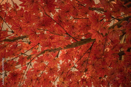 Asian red maple leaves