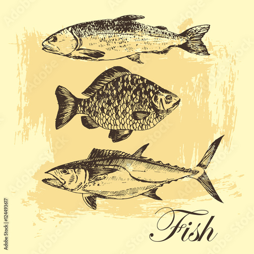 vector fish sketch drawing - salmon, trout, carp, tuna. hand drawn sea food illustration