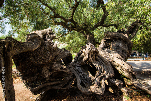 Old olive tree