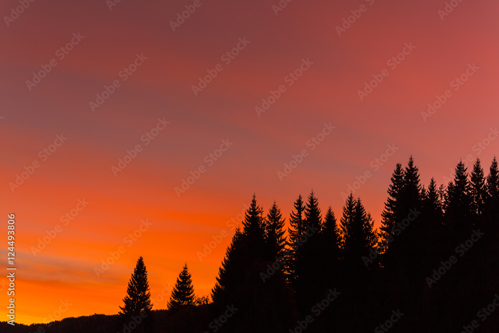 Fir trees profiled on intense sunrise in the mountains in winter Fir trees profiled on intense sunrise in the mountains in winter