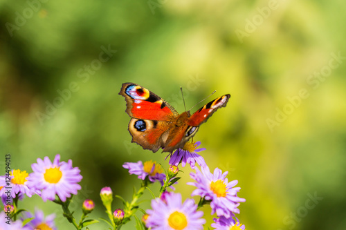 European peacock butterfly, inachis io, in purple wild flower meadow, on a sunny day