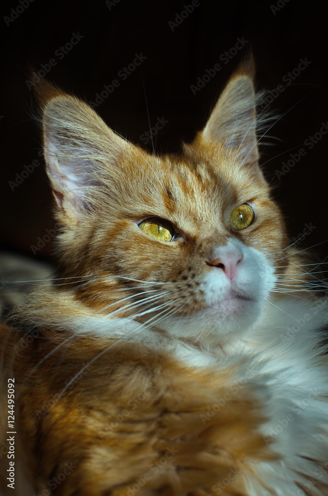 Fototapeta premium Red Maine Coon cat