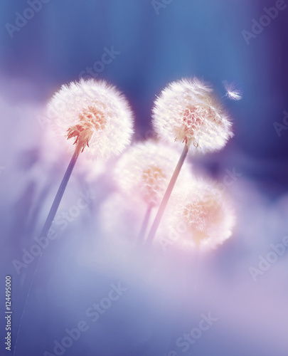 Dandelions in the morning sun on a blue background. Seeds of dandelion wind blows.