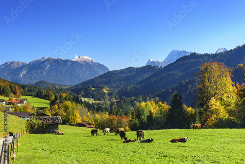 idyllische Herbstlandschaft mit Kühen in Oberbayern