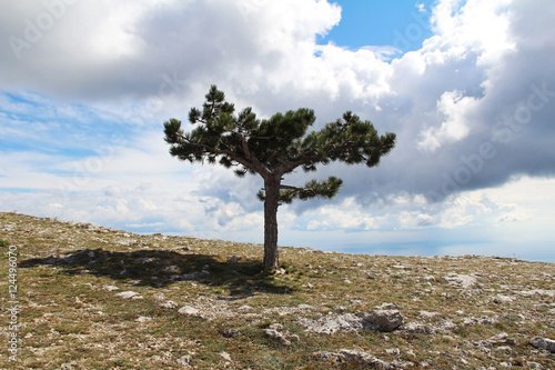 Lonely tree growing on top of the rock. Mount Ai-Petri, Crimea, Russia.
