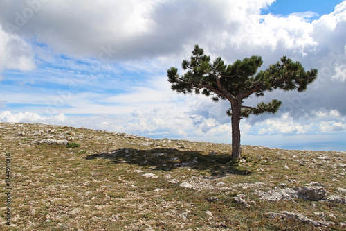 Lonely tree growing on top of the rock. Mount Ai-Petri, Crimea, Russia.