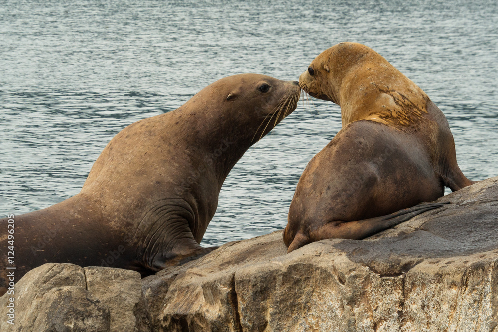 Fototapeta premium Courtship games of sea lions at the rookery in the Bay of Russian, the Pacific Ocean. Kamchatka, Russia.