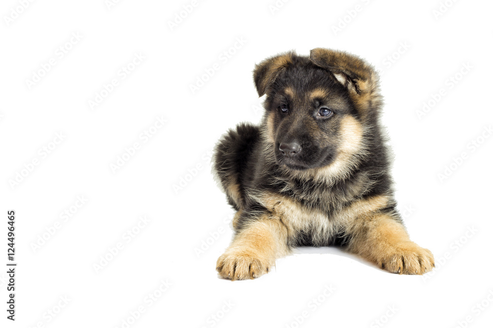small German Shepherd puppy looking