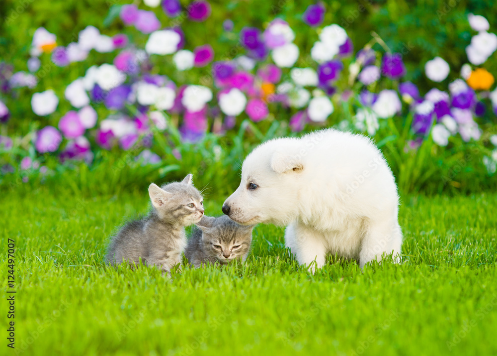 Obraz premium White Swiss Shepherd`s puppy sniffing kittens on green grass