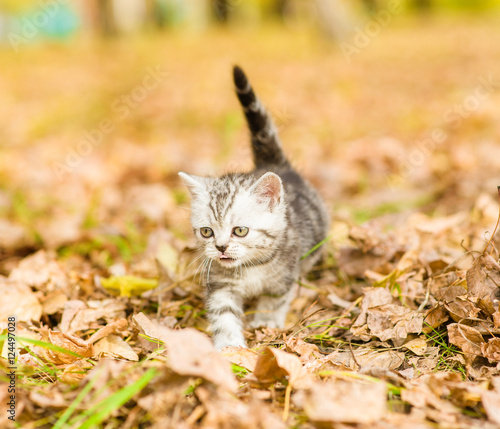 Tabby kitten walking in autumn park