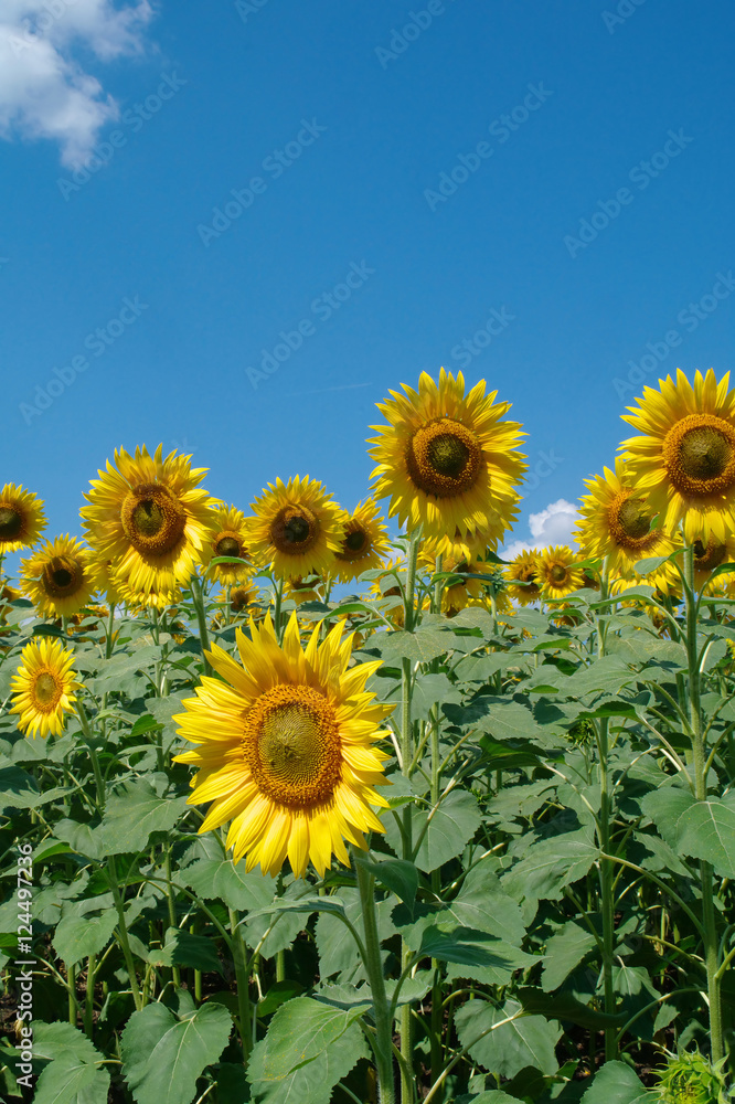 Obraz premium sunflower field and cloudy sky