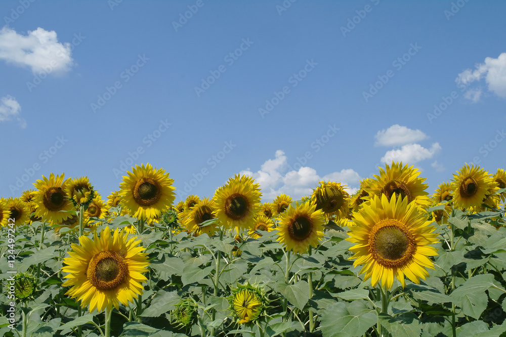 Obraz premium sunflower field and cloudy sky