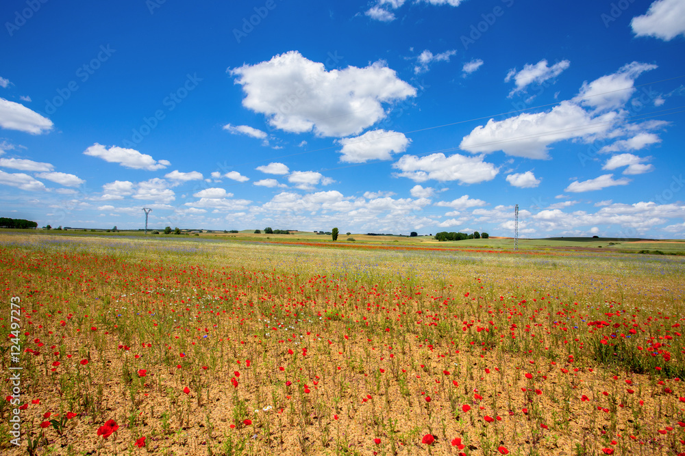 Beautiful poppies fields with high voltage powerline transmission tower under a blue cloudy sky