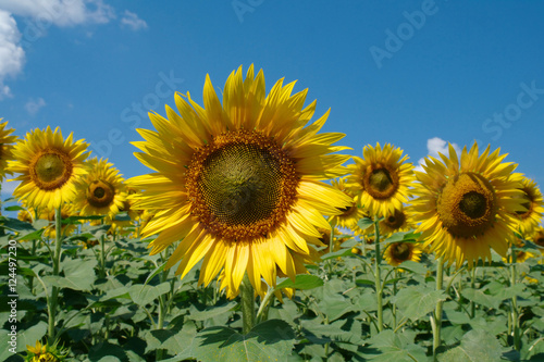 sunflower field and cloudy sky