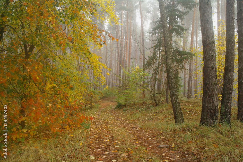 Fototapeta premium Pines in the forest with misty morning