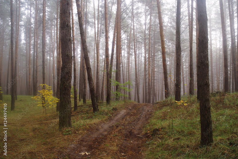 Fototapeta premium autumn forest with misty morning