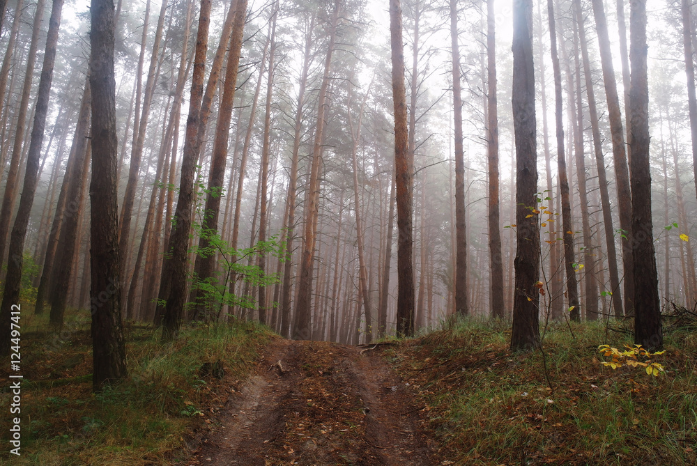 Obraz premium autumn forest with misty morning