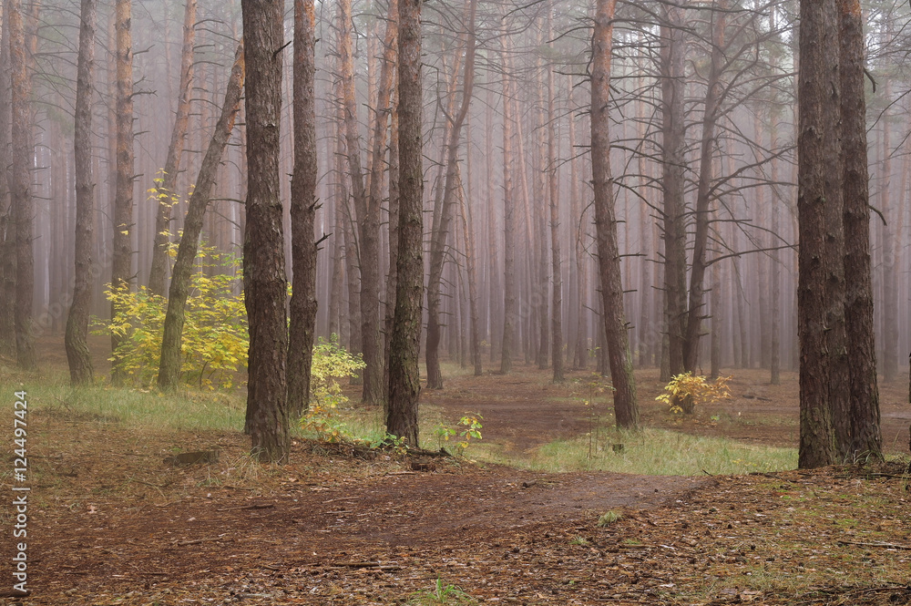 Pines in the forest with misty morning Pines in the forest with misty morning
