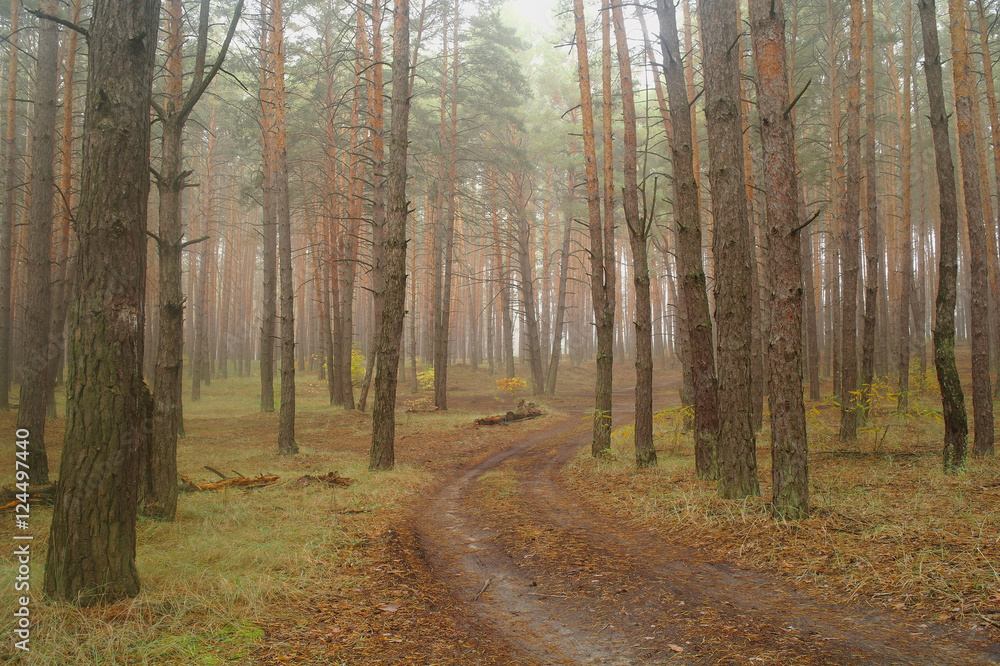 Obraz premium country road in autumn in the mist