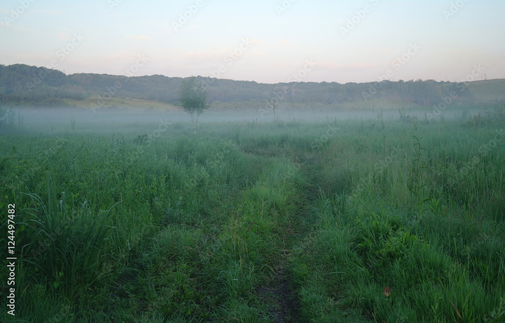 Misty meadow spring at sunrise