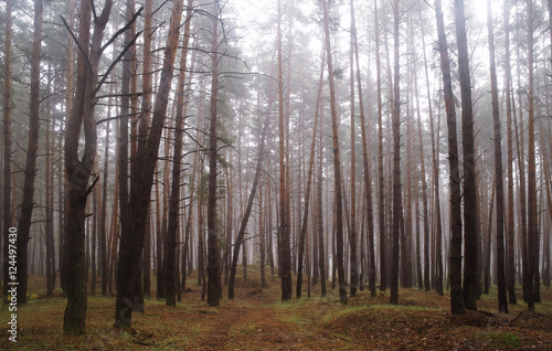 Pines in the forest with misty morning