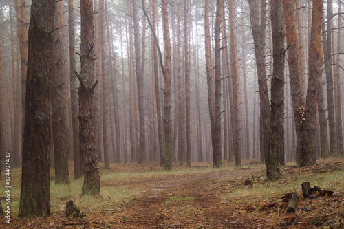 Pines in the forest with misty morning