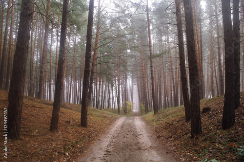 country road in autumn in the mist © ekulik2011