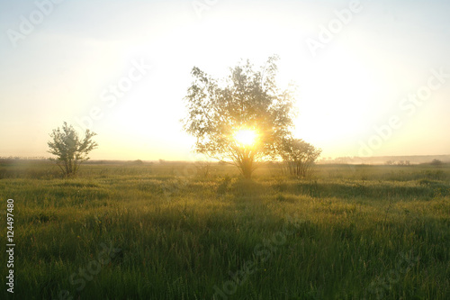 One tree on a meadow at dawn
