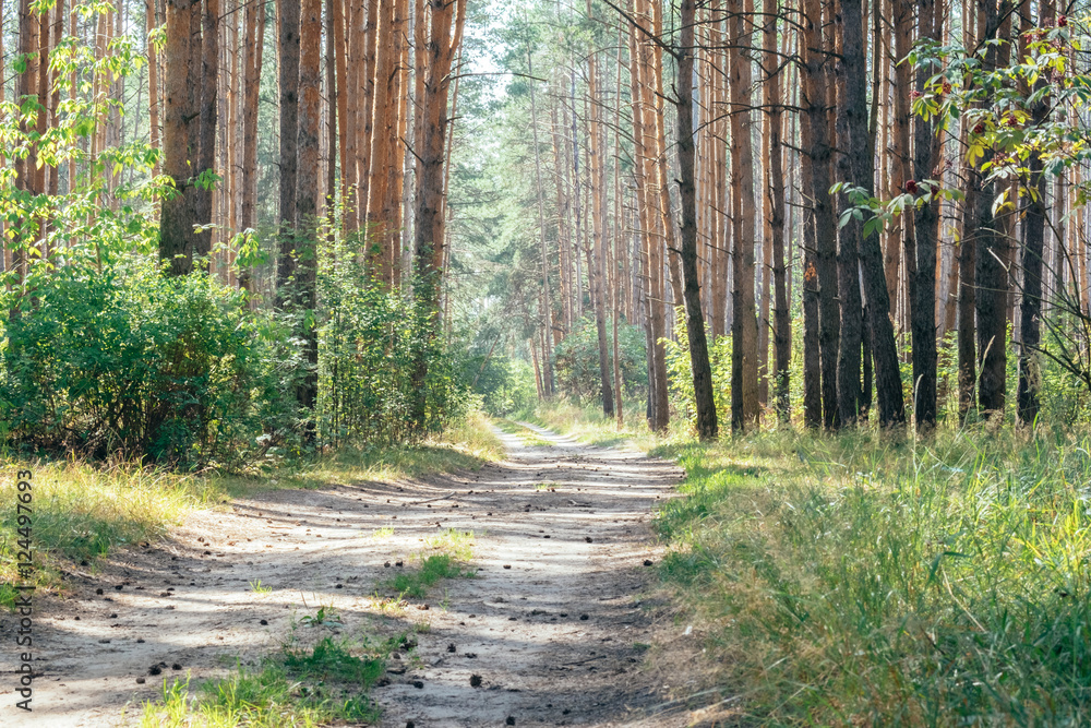 Bright evergreen pine forest with natural walkway in sunny day light. Outdoor woods nature. Bright evergreen pine forest with natural walkway in sunny day light. Outdoor woods nature.